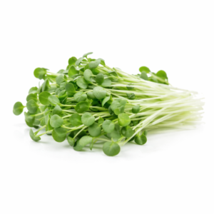 Alfalfa Microgreens