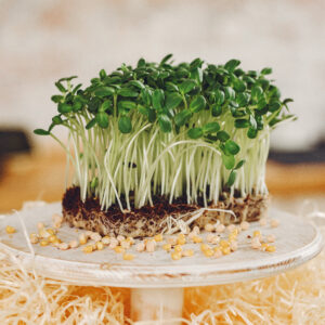 Alfalfa Microgreens Seeds
